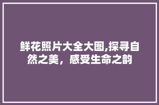 鲜花照片大全大图,探寻自然之美，感受生命之韵 时尚潮流